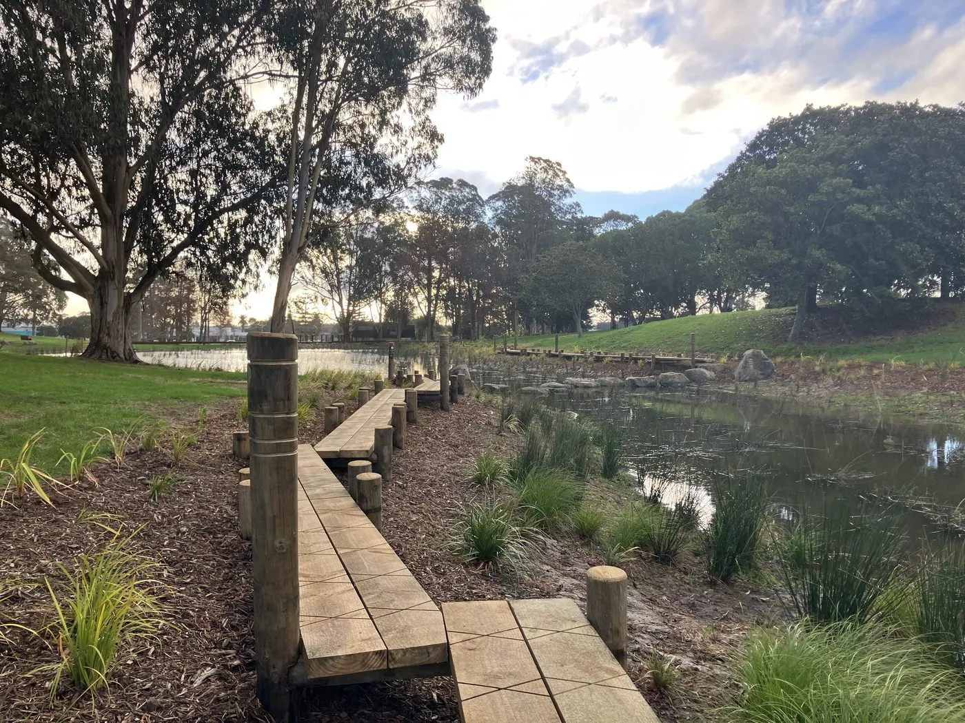 Timber stepping boardwalk through wetland planting at Hayman Park